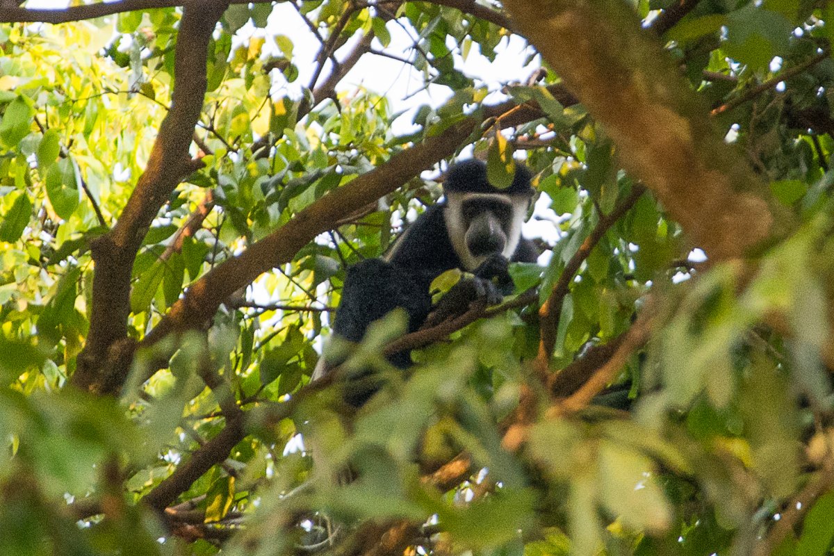 Ishasha, Uganda, www.sy-yemanja.de