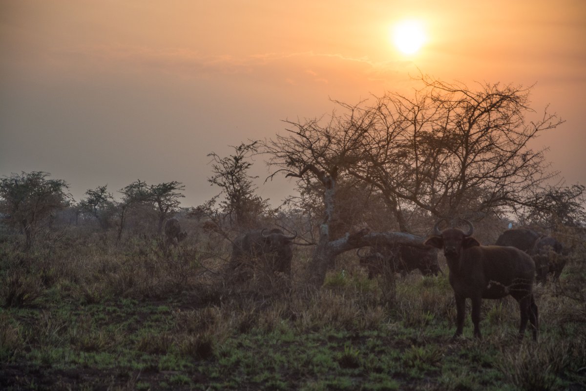 Ishasha, Uganda, www.sy-yemanja.de