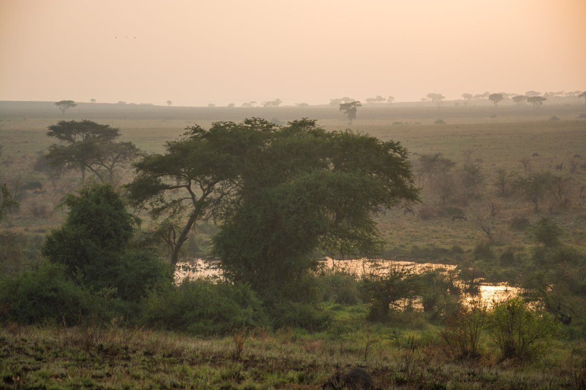 Ishasha, Uganda, www.sy-yemanja.de