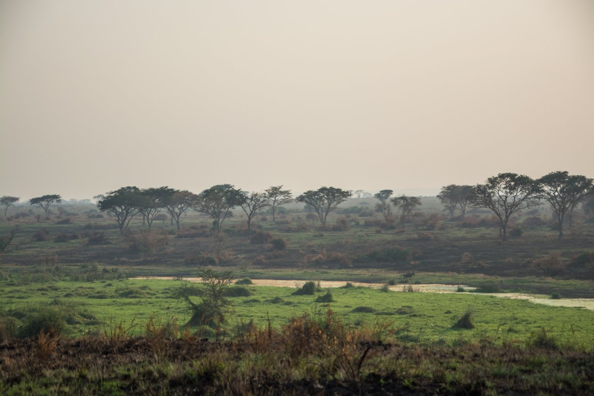 Ishasha, Uganda, www.sy-yemanja.de