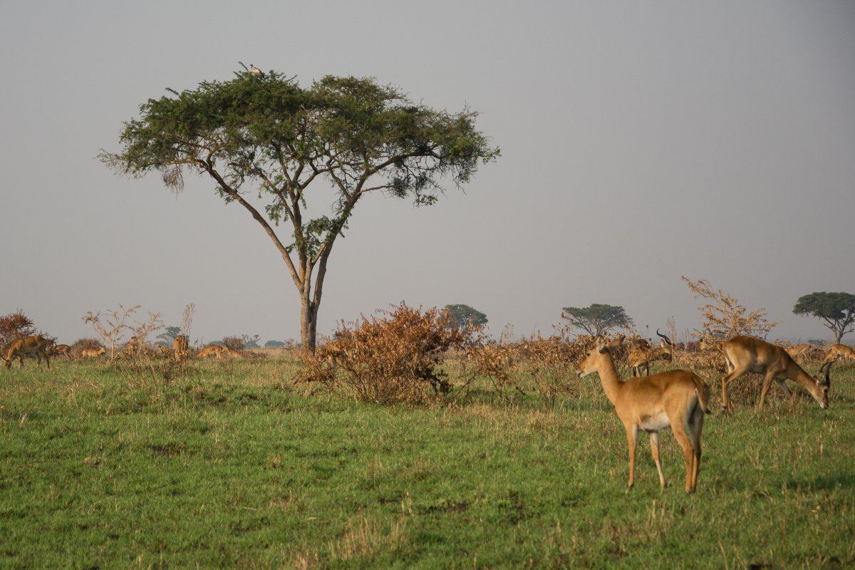 Ishasha, Uganda, www.sy-yemanja.de