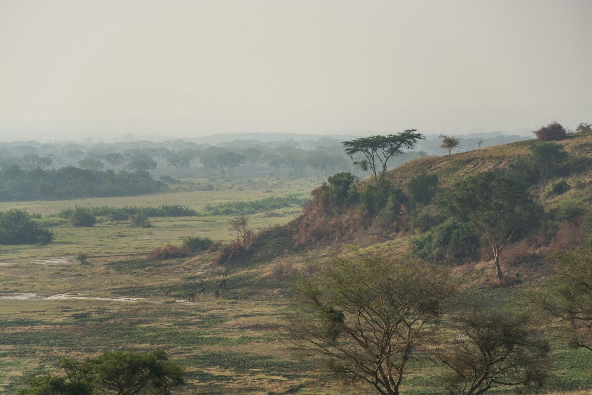 Ishasha, Uganda, www.sy-yemanja.de