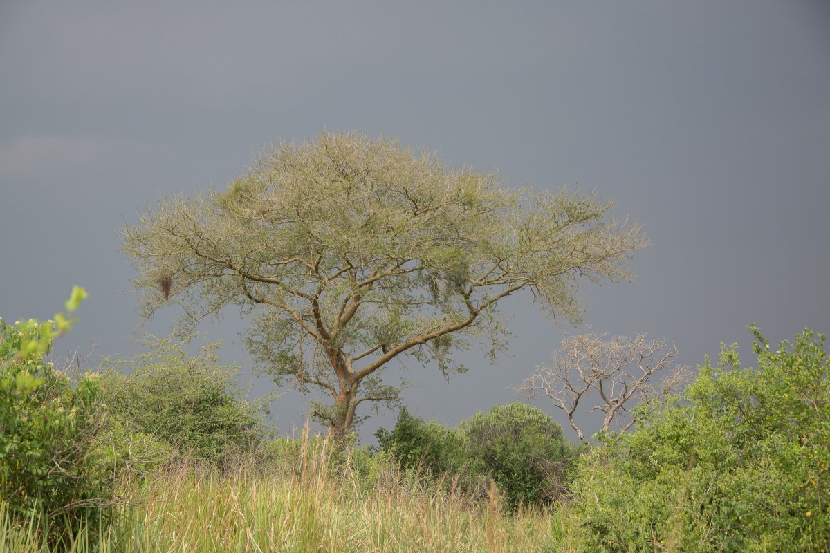 Queen Elizabeth Nationalpark, Uganda, www.sy-yemanja.de