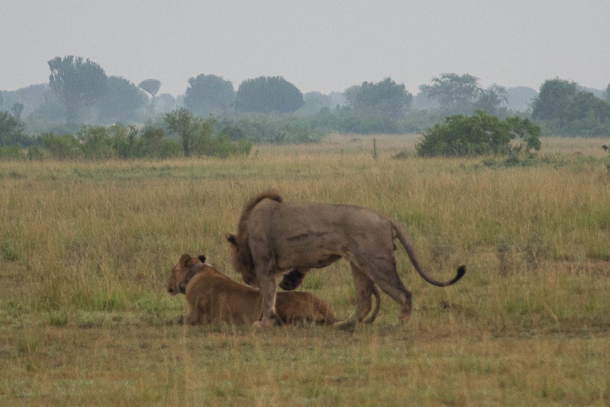 Queen Elizabeth Nationalpark, Uganda, www.sy-yemanja.de