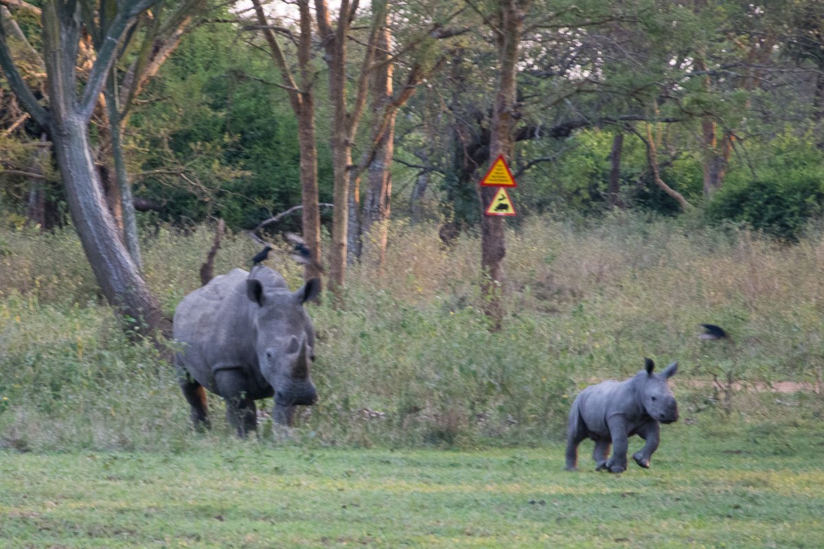 Ziwa Rhino Sanctuary, Uganda, www.sy-yemanja.de