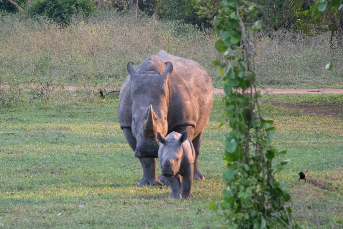 Ziwa Rhino Sanctuary, Uganda, www.sy-yemanja.de