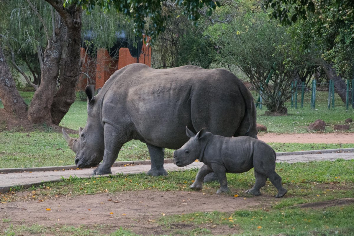 Ziwa Rhino Sanctuary, Uganda, www.sy-yemanja.de