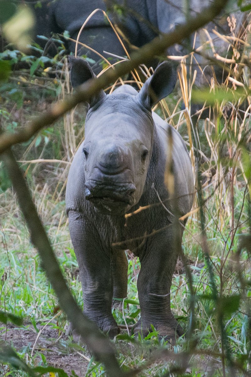 Ziwa Rhino Sanctuary, Uganda, www.sy-yemanja.de