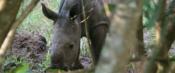 Ziwa Rhino Sanctuary, Uganda, www.sy-yemanja.de