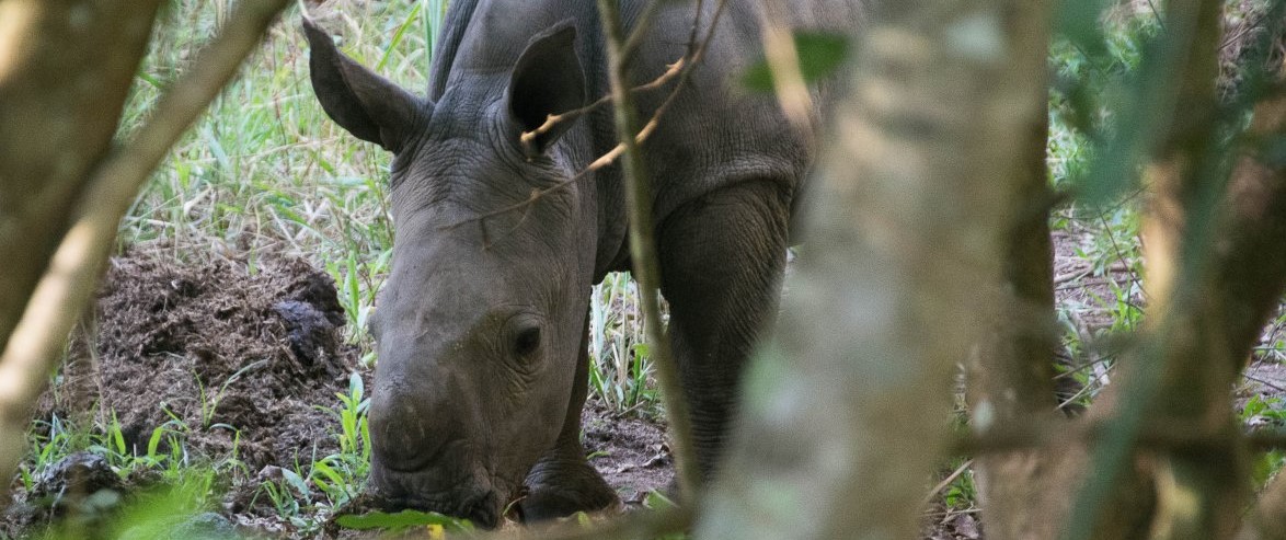 Ziwa Rhino Sanctuary, Uganda, www.sy-yemanja.de