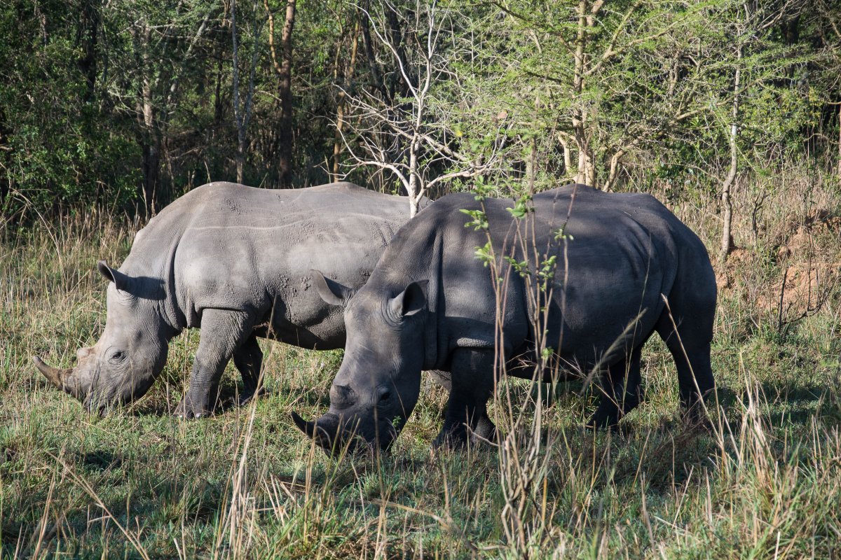 Ziwa Rhino Sanctuary, Uganda, www.sy-yemanja.de