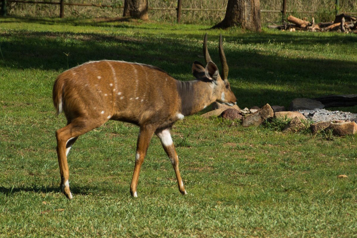 Ziwa Rhino Sanctuary, Uganda, www.sy-yemanja.de