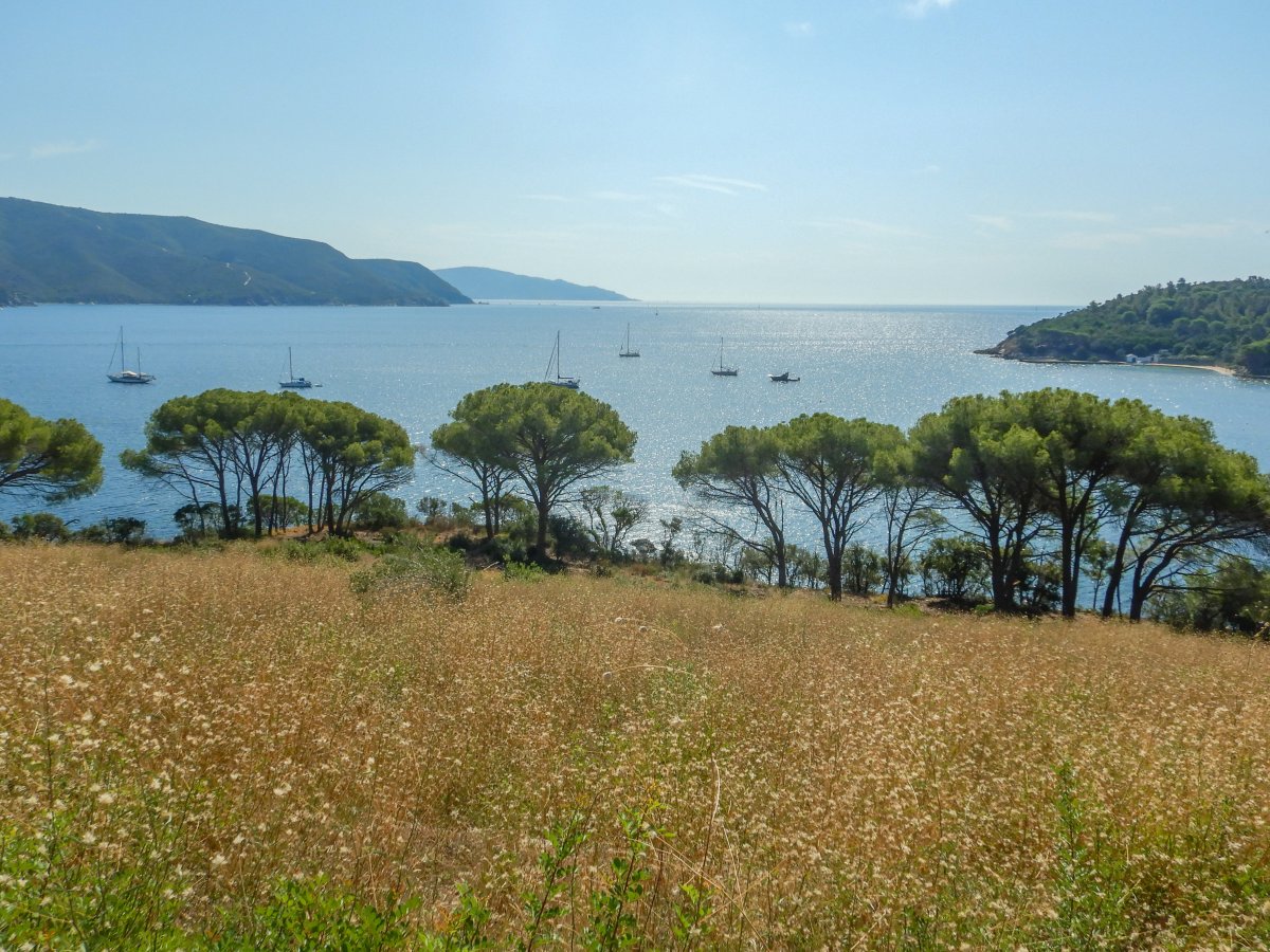 Cla Galanzana, Elba