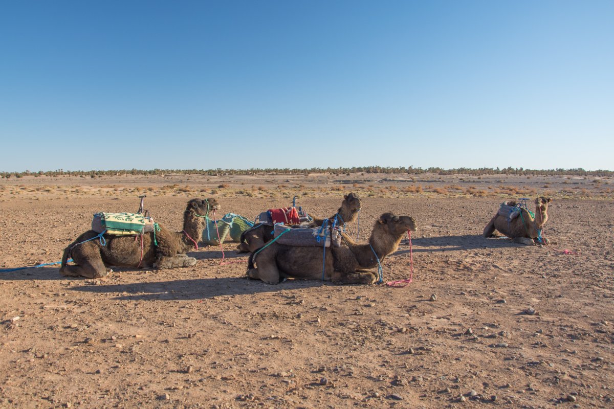 Hinter Ouarzazate warten die Kamele