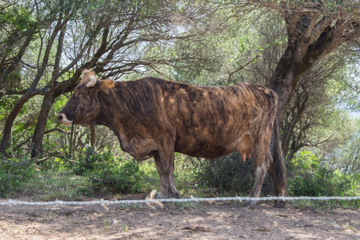 Vache Tigre